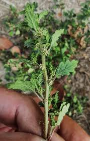 Image result for Dysphania