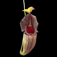 Image result for Nesaea heptamera