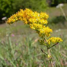 Goldenrod Flower Wine Best Flower Wallpaper
