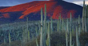 It is threatened in the wild. What Are Succulent Plants And Where Are They From Succulent Plant Care
