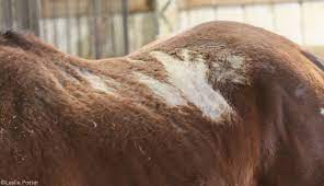 Scratches is another common reason for hair loss in horses. Equine Skin Problems Horse Illustrated