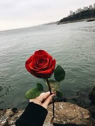 صور يد بنت ماسكة وردة حمراء. Ø´Ø±ÙŠØ­Ø© Ù„Ø­Ù… Ø­Ù„Ù‚ Ø¥Ù„Ù‡Ø§Ø¡ ØµÙˆØ± ÙˆØ±Ø¯ ÙÙŠ ÙŠØ¯ Losososcreek Com