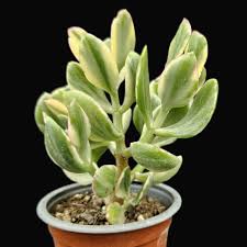 Image result for Crassula vaginata