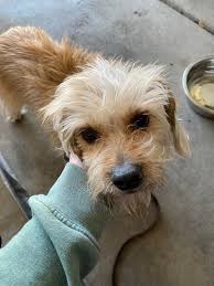 OWNER LOCATED! Anyone recognize these two pups they were in our yard trying  to get to our chickens I have them posted in multiple groups collar and  rabies tags but no id