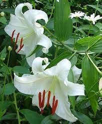 Oriental Lily Casa Blanca Bulb Flowers Oriental Lily Types Of Lilies