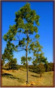 Image result for Acacia mangium