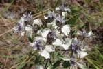 Image result for Haumaniastrum caeruleum