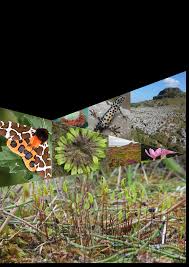 Bryaceae Survey 2023 Irish Wildlife Manuals 148