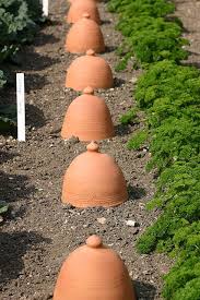 Img 4787 Vegetable Garden Design Garden Cloche Garden Inspiration