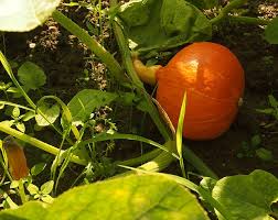 Follow this pumpkin companion plants. Advantages Of Companion Planting Vegetable Gardens Cold Climate Garden