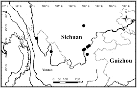 Image result for Megalochlamys revoluta