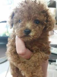 Colors are from deep red to almost white light apricot. Very Tiny Red Toy Poodle Puppy For Sale In San Jose California Classified Americanlisted Com
