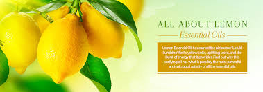 Shop our best selling essential oil blends. Lemon Oil Uses Benefits Of Refreshing Invigorating Essential Oil