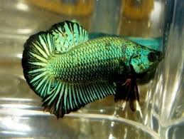 Some believe that it is a hybrid between betta splendens and betta raja (raja = king). Betta World Betta World