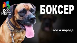 Купать собак данной породы необходимо крайне редко. Bokser Vse O Porode Sobaki Sobaka Porody Bokser Youtube