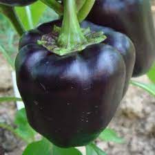 Black Heirloom Sweet Bell Pepper Purple Beauty Capsicum Annuum 30 Seeds Stuffed Peppers Sweet Bell Peppers Purple Vegetables