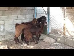 معزا طيبة للبيع حراج اونلاين horses animals dogs