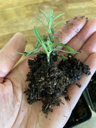 Image result for lavender cuttings