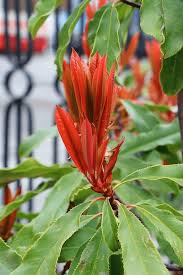 Image result for Cunonia