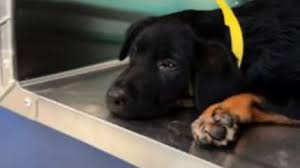 Il amène son chiot de 12 semaines pour être euthanasié : la clinique a d'autres projets pour lui (vidéo)