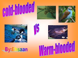 The cetacean family consists of all species of whale, dolphin. Cold Blooded Vs Warm Blooded By Ehsaan Ppt Video Online Download