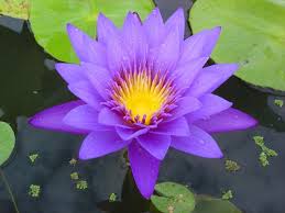 Learn flowers names in english with examples and flowers images to improve and expand your vocabulary. Flowers Names With Pictures In English Flower Images
