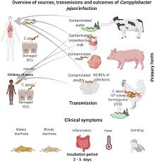 Cing mangga tingali boneka abdi. Frontiers Revisiting Campylobacter Jejuni Virulence And Fitness Factors Role In Sensing Adapting And Competing Cellular And Infection Microbiology