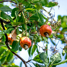 Image result for Anacardium occidentale