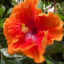 Image result for Hibiscus ludwigii