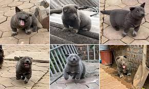 Eau claire (/ oʊ ˈ k l ɛər /; People Fall In Love With This Puppy And Say It S The Perfect Fluffy Hybrid Between A Cat And A Dog