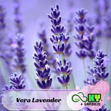 Vera Lavender Seeds Perennial Edible, Fragrant, Drought Tolerant, Cold  Resistant, , Attracts Pollinators Plant in Spring/fall