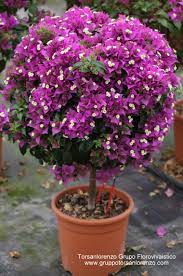 Pin By Dedy Adriady On Bougainvillea Flower Seeds Beautiful Flowers Plants