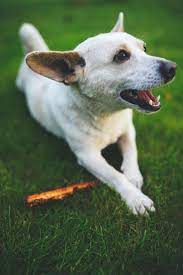 Small Dogs Small Dogs That Dont Shed Small Dogs Breed Small Dogs For Sale Near Me Small Dogs That S Dogs And Kids Training Your Dog Small Dogs For Kids