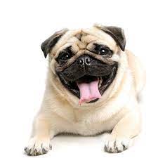pug wallpaper screensaver background list of small dogs pug facts pugs in costume