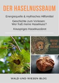 Der Haselnussbaum In 2020 Haselnussbaum Haselnuss Baum