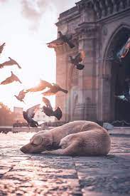 Even Stray Dogs Deserve Love 9gag Street Dogs Dog Photography Stray Dogs