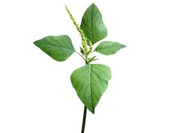 Image result for Achyranthes