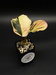 Image result for Kaempferia