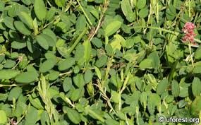 Image result for Alysicarpus zeyheri