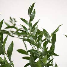 We did not find results for: Italian Ruscus Greenery