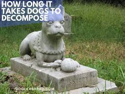 Learn how to potty train a puppy in 6 days for free. How Long Does It Take For A Buried Dog To Decompose Buried Above Ground Dog Leash Pro