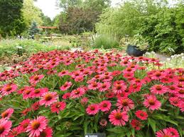 Through planning and careful selection, you can achieve continuous bloom sequence using a multitude of plants that are flowering for but a short time. Low Maintenance Perennials