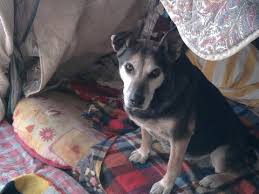 Trova oggi il tuo cucciolo su vivastreet sesto fiorentino tra migliaia di animali da adottare! Al Canile Del Termine C E Bisogno Di Coperte Piana Notizie