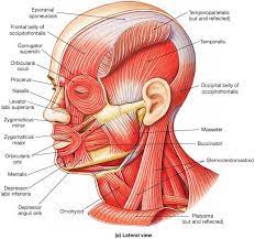 Muscle Identification Medical Anatomy Facial Anatomy Muscle Anatomy
