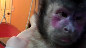 funny monkey with makeup saubhaya makeup