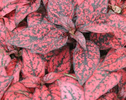 Image result for Hypoestes sp. aff. aristata B