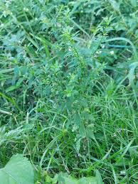 Image result for Scoparia