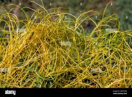 Image result for Cassytha filiformis