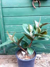 Image result for Ficus bubu