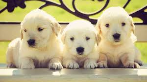 English créme retriever puppies for sale, aka english cream. 5 Best Golden Retriever Breeders In California Dogblend